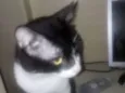 Zezinho, romerildo,