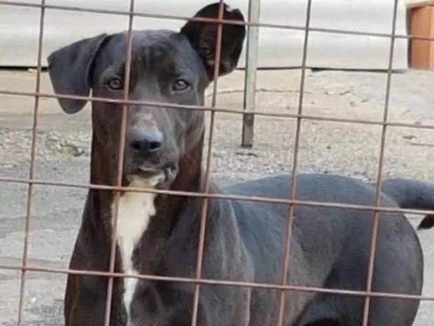 Cachorro ra a SRD idade 2 anos nome Nêgah