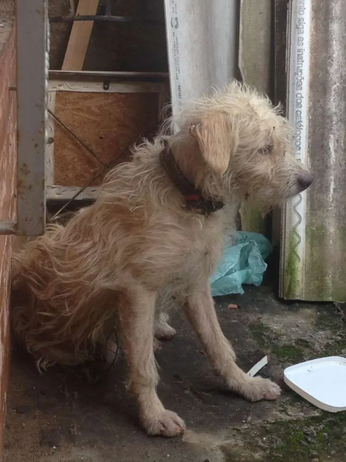 Cachorro ra a Lembra poodle  idade  nome Nao sei