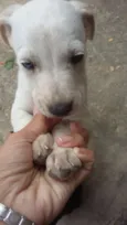 Pretinha branquinho