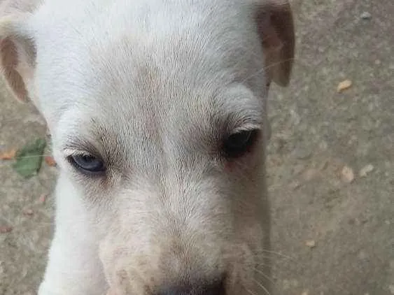 Cachorro ra a Vira lata idade 2 a 6 meses nome Pretinha branquinho 