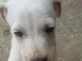 Pretinha branquinho