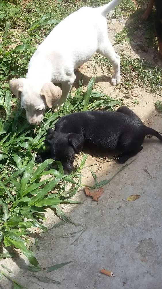 Cachorro ra a Vira lata idade 2 a 6 meses nome Pretinha branquinho 