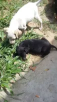 Pretinha branquinho