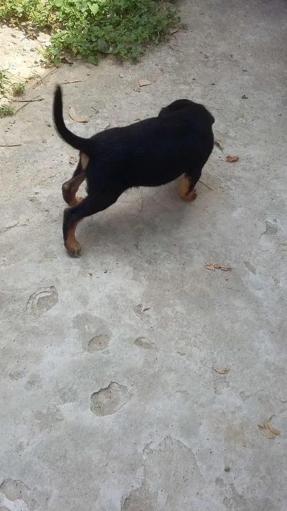Cachorro ra a Vira lata idade 2 a 6 meses nome Pretinha branquinho 