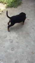 Pretinha branquinho