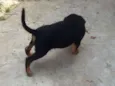 Pretinha branquinho