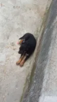 Pretinha branquinho