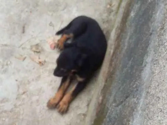 Cachorro ra a Vira lata idade 2 a 6 meses nome Pretinha branquinho 