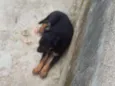 Pretinha branquinho