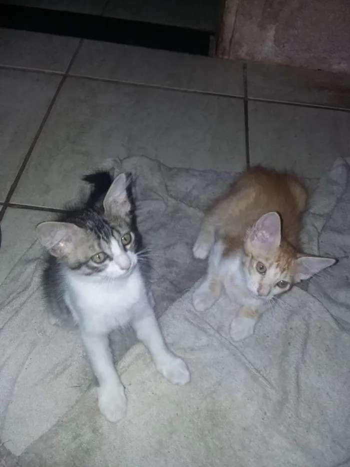 Gato ra a Vira lata idade 2 a 6 meses nome Nao possuem nome 