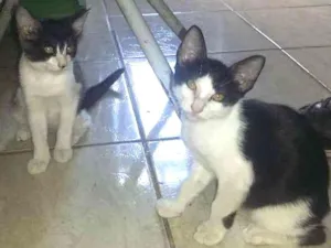 Gato raça Vira lata idade 2 a 6 meses nome Nao tem nome