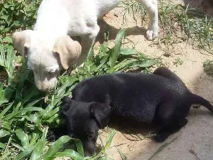 Cachorro raça Vira lata idade 2 a 6 meses nome Pretinha branquinho 