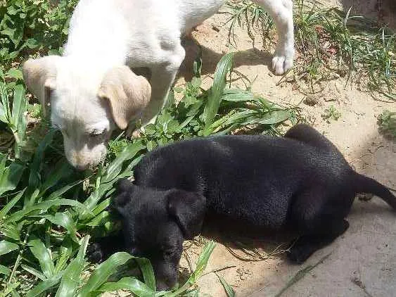 Cachorro ra a Vira lata idade 2 a 6 meses nome Pretinha branquinho 
