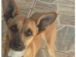 Cachorro raça vira lata idade 1 ano nome Benjamim 