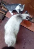 TOM