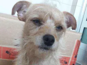 Cachorro raça SRD idade 1 ano nome Madruguinha (SRD) 