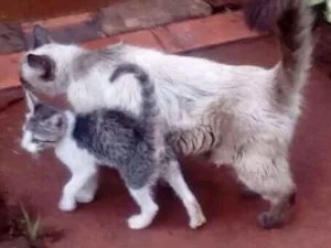 Gato raça  idade Abaixo de 2 meses nome TOM