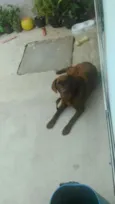 Cacau