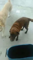 Cacau