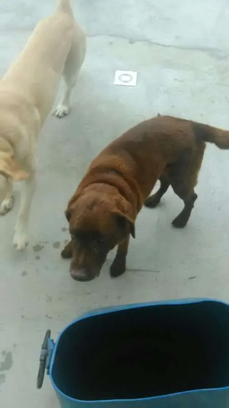 Cachorro ra a Labrador idade 3 anos nome Cacau