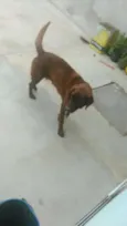 Cacau