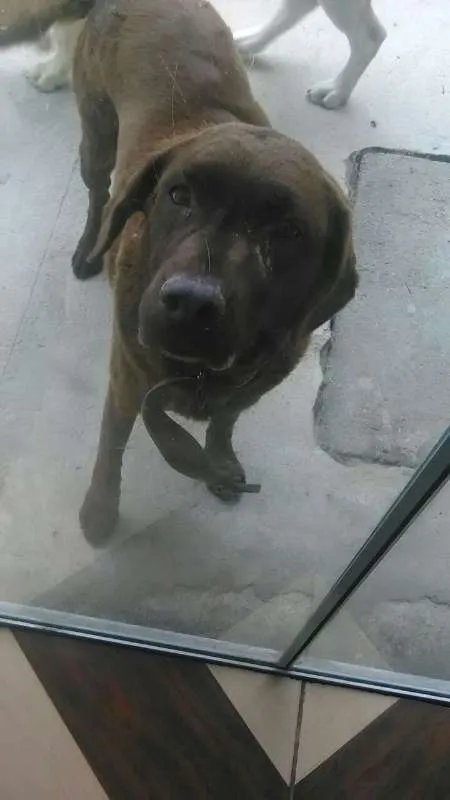 Cachorro ra a Labrador idade 3 anos nome Cacau