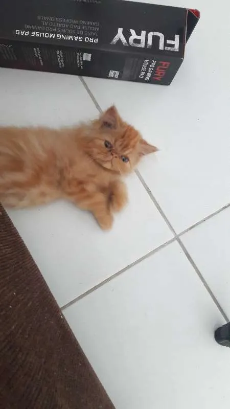Gato raça Persa idade 2 a 6 meses nome Thor