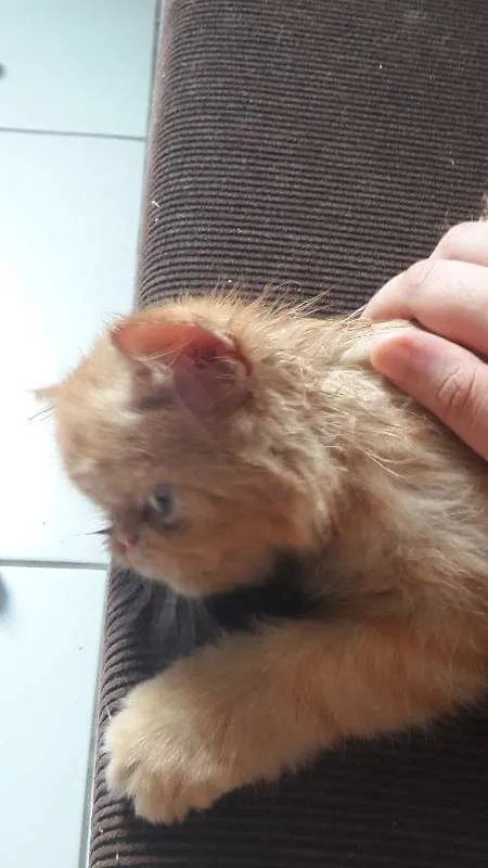 Gato raça Persa idade 2 a 6 meses nome Thor