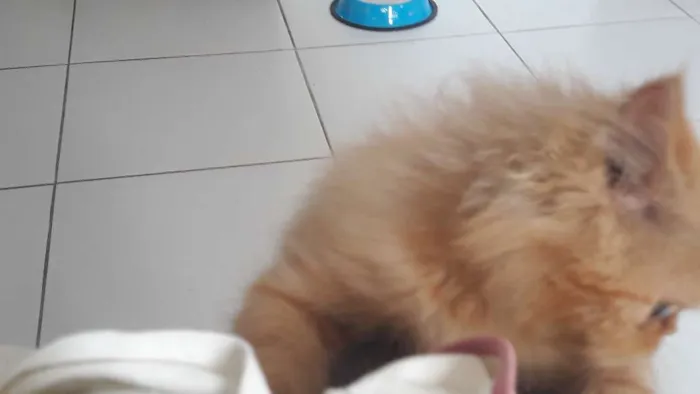 Gato raça Persa idade 2 a 6 meses nome Thor