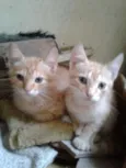 Filhotinhos de Gatos
