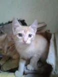 Filhotinhos de Gatos