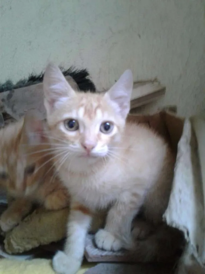 Gato raça SRD idade 2 a 6 meses nome Filhotinhos de Gatos