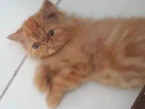 Gato raça Persa idade 2 a 6 meses nome Thor