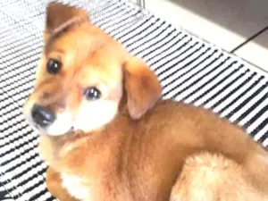 Cachorro raça srd idade 2 a 6 meses nome ringo