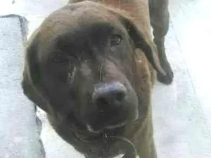 Cachorro raça Labrador idade 3 anos nome Cacau
