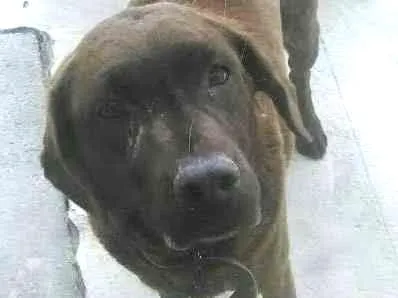 Cachorro ra a Labrador idade 3 anos nome Cacau