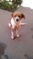 RABITO