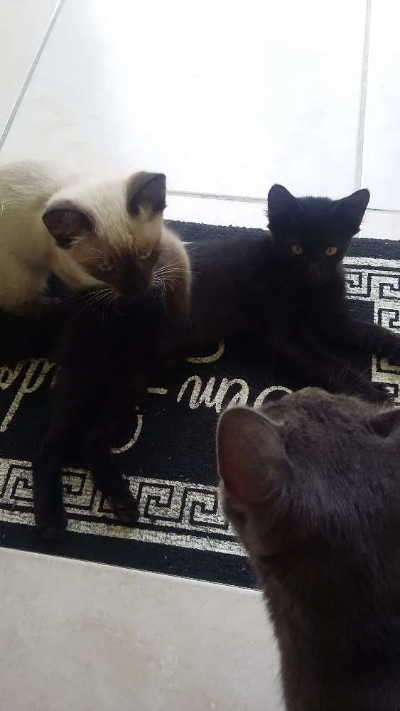 Gato ra a Vira lata idade 2 a 6 meses nome Não deixar nome