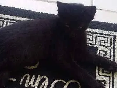 Gato ra a Vira lata idade 2 a 6 meses nome Não deixar nome