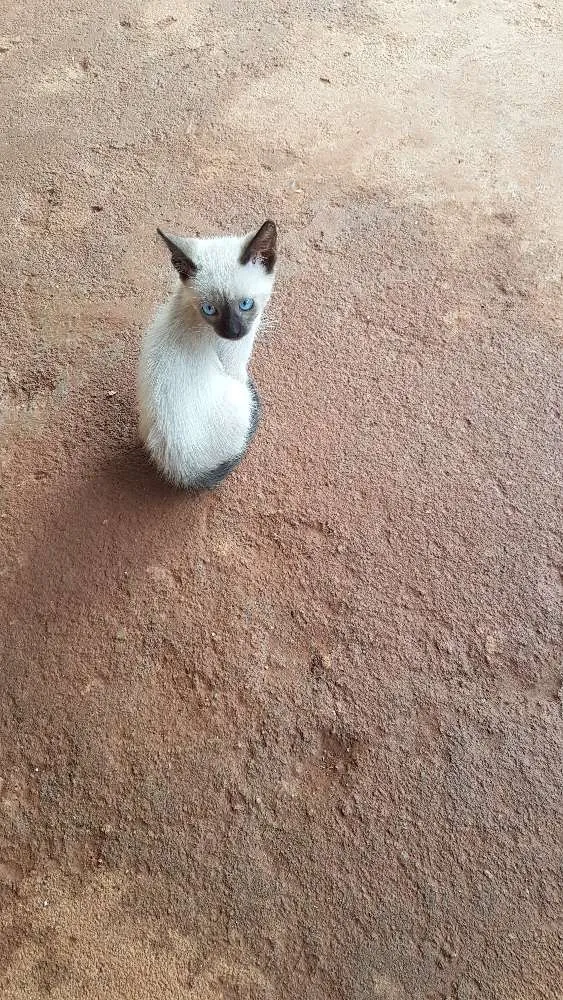 Gato ra a Siamês idade 2 a 6 meses nome Sem nome 