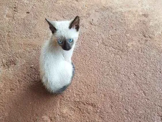 Gato ra a Siamês idade 2 a 6 meses nome Sem nome 