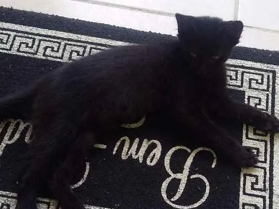 Gato ra a Vira lata idade 2 a 6 meses nome Não deixar nome
