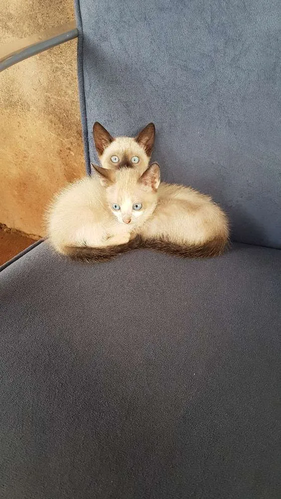 Gato ra a Siamês idade 2 a 6 meses nome Sem nome 