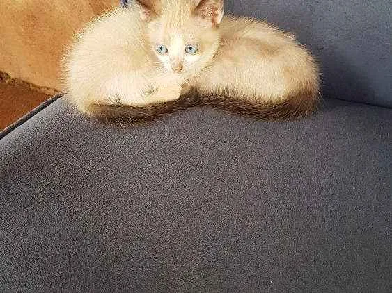 Gato ra a Siamês idade 2 a 6 meses nome Sem nome 