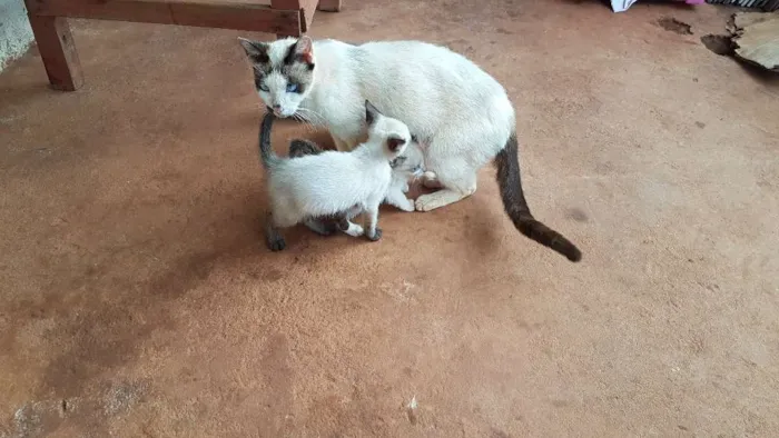 Gato ra a Siamês idade 2 a 6 meses nome Sem nome 