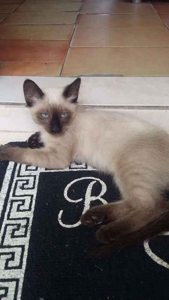 Gato ra a Vira lata idade 2 a 6 meses nome Não deixar nome