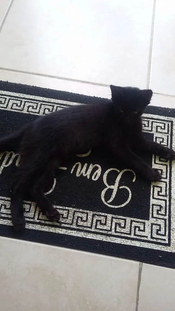 Gato ra a Vira lata idade 2 a 6 meses nome Não deixar nome