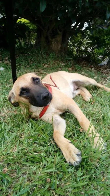 Cachorro ra a SRD idade 7 a 11 meses nome Boris