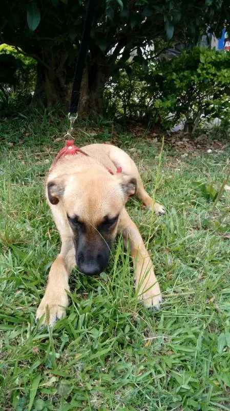 Cachorro ra a SRD idade 7 a 11 meses nome Boris